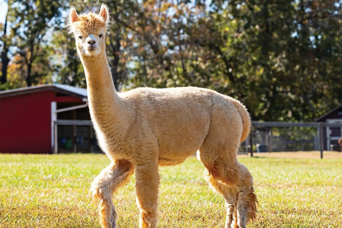 Alpacas