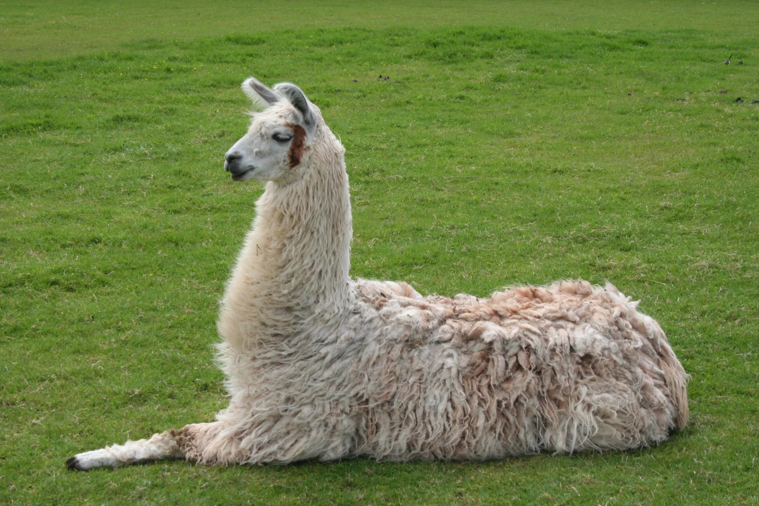 Camelids All About Camels Camelids