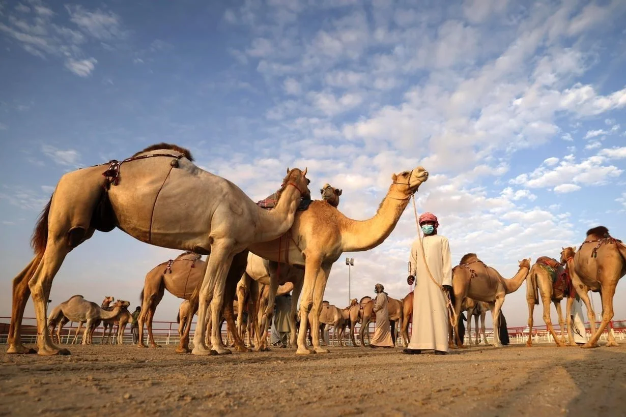 Camel Racing Awards in Qatar - Camelids Camelids