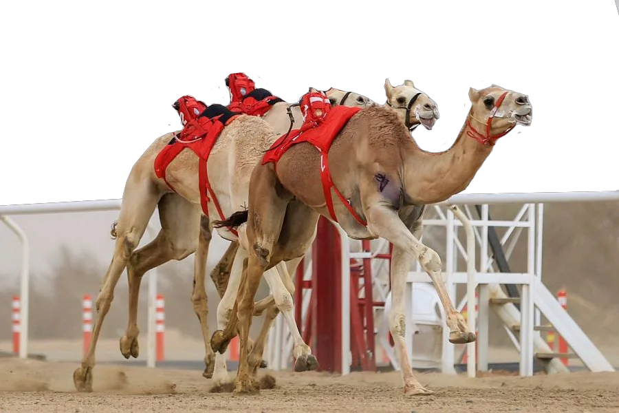 Cama Racing Club Camelids - All About Camels Camelids