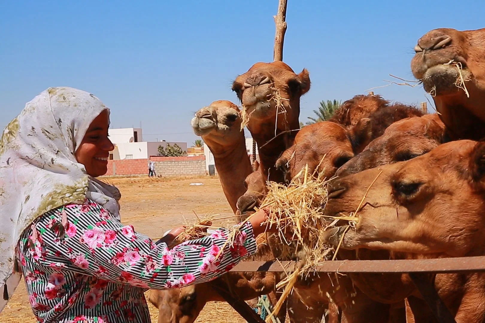 The first woman to work in camel breeding in North Africa