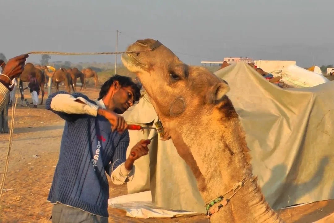 Camel hair